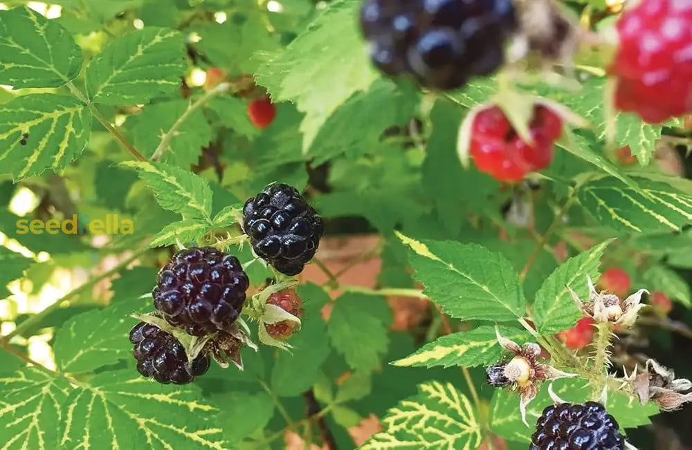 Dewberry Fruit Seeds For Planting - Grow Juicy Berries At Home