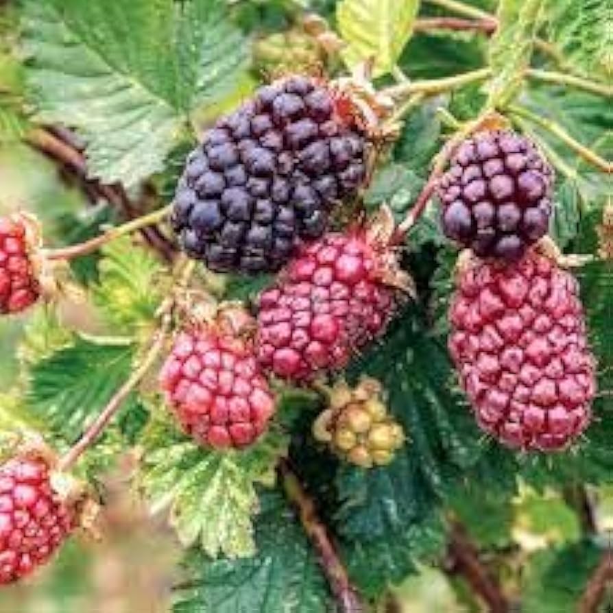 Dewberry seeds for planting Rubus caesius