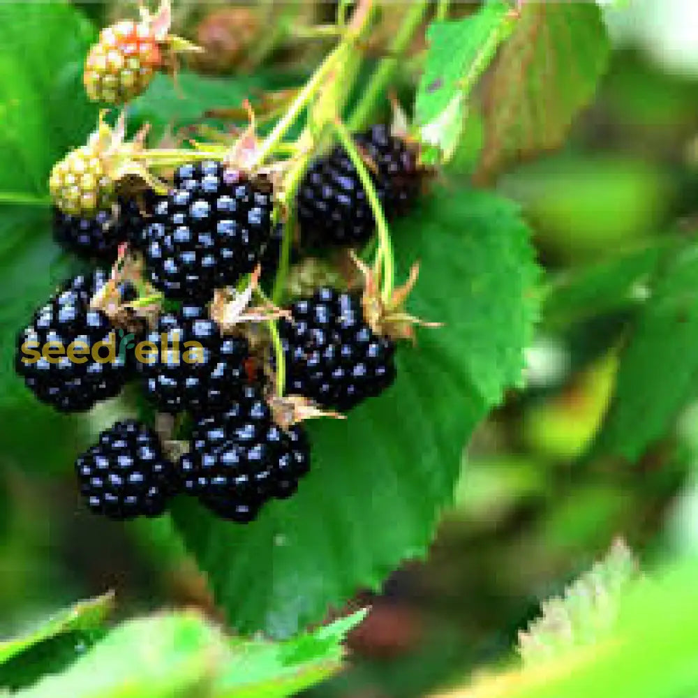Dewberry Seeds for Planting Juicy Berry Variety