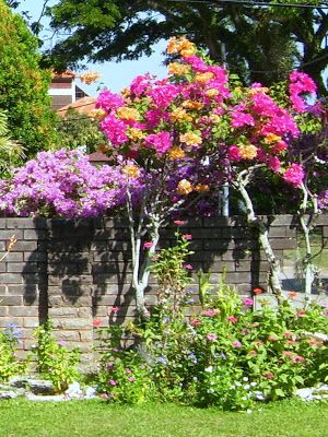 Crape Myrtle Multi Colour Seeds For Planting - Vibrant Garden Blooms Flower