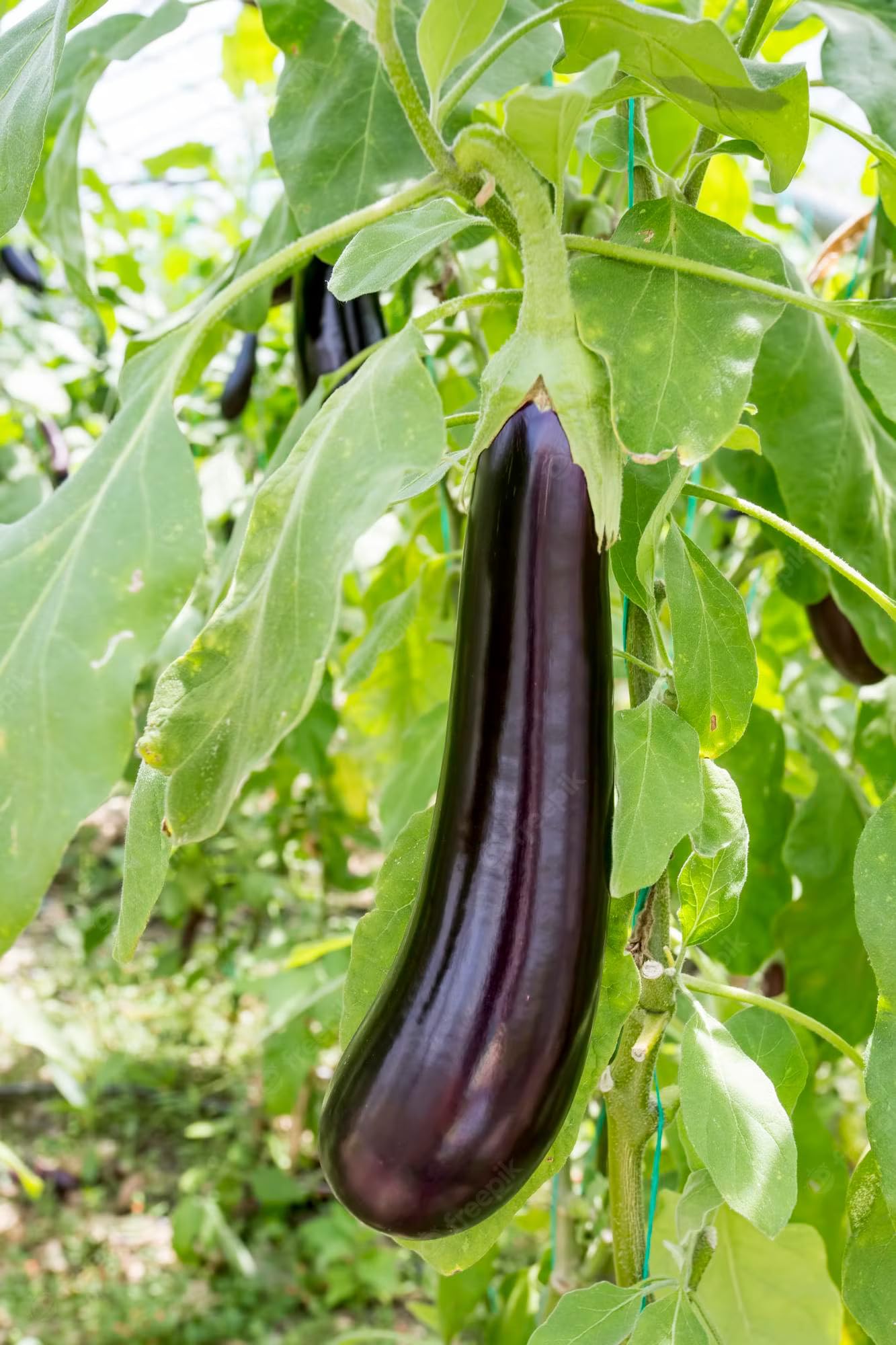 Diamond eggplant seeds for home garden and balcony growing