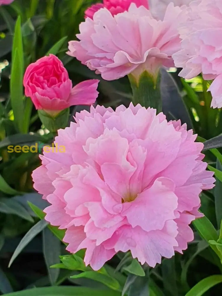 Dianthus Caryophyllus Flower Seeds For Planting Pink Blooms In Your Colorful Garden