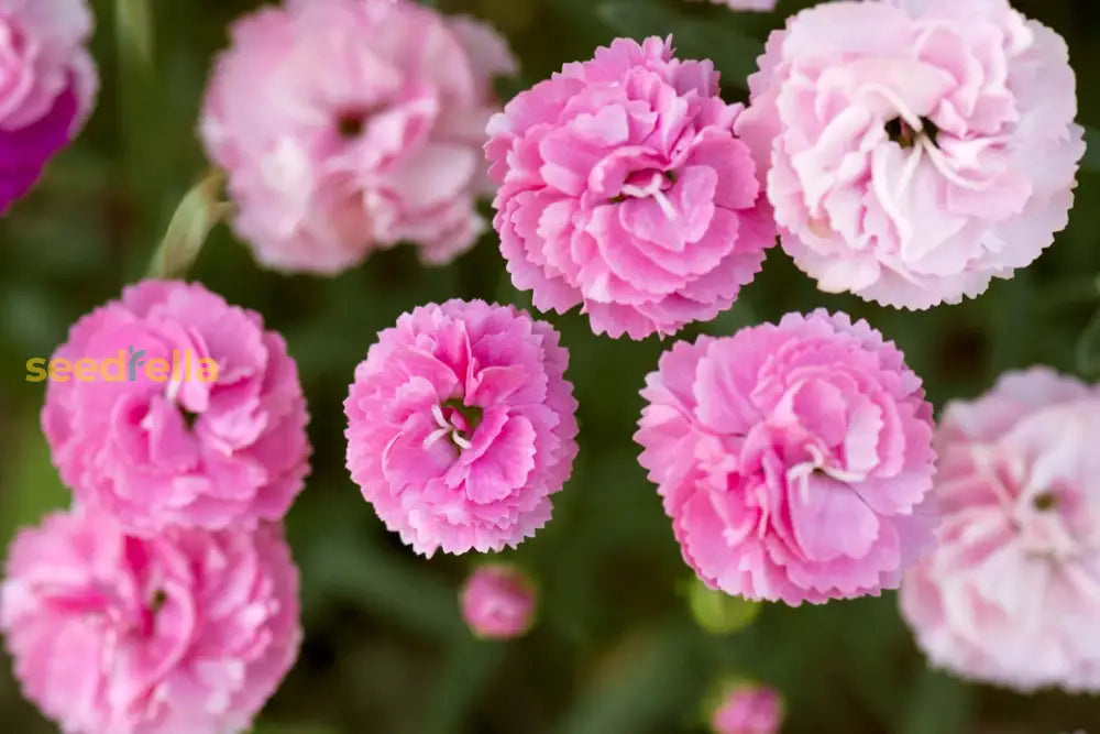 Dianthus Caryophyllus Flower Seeds For Planting Pink Blooms In Your Colorful Garden