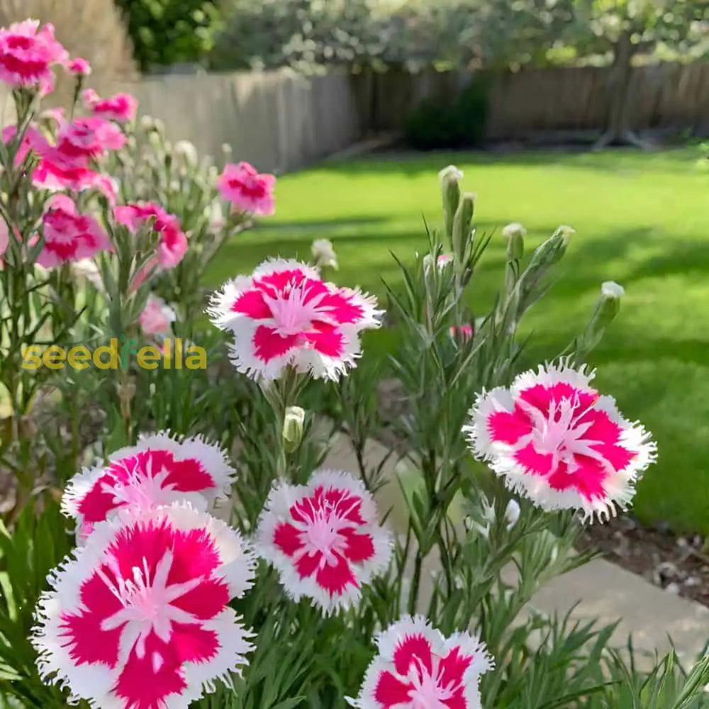 Dianthus Caryophyllus Flower Seeds - Rose Mix For Easy Planting