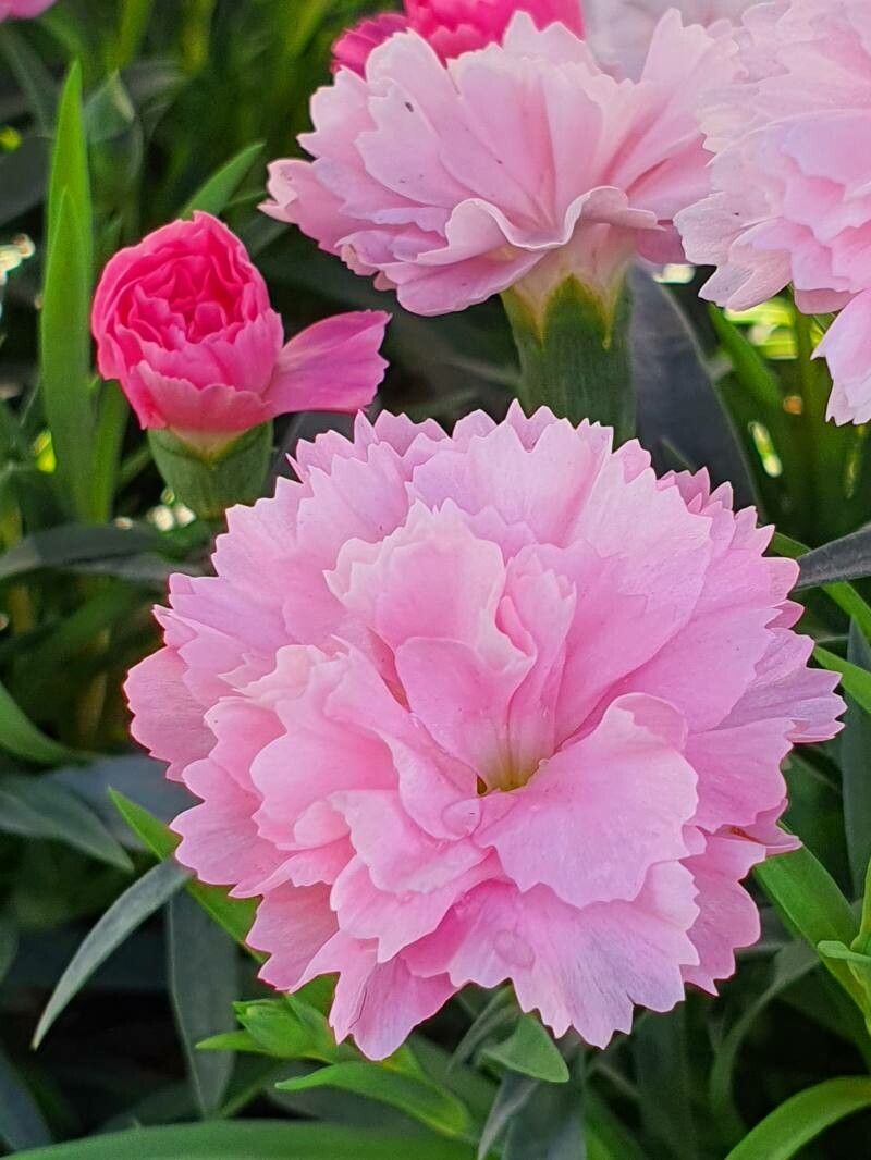 Dianthus Caryophyllus Flower Seeds for Planting