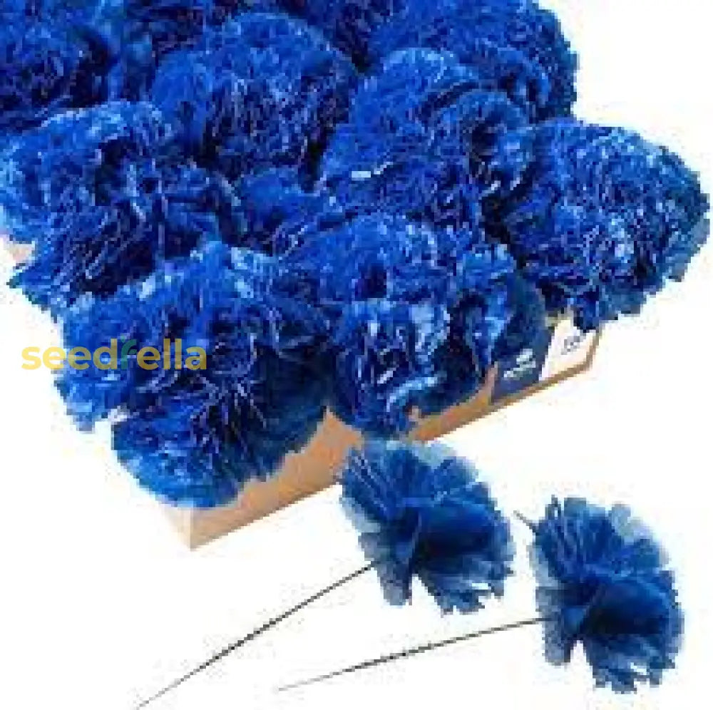 Dianthus Caryophyllus Seeds - Dark Blue Flower For Planting