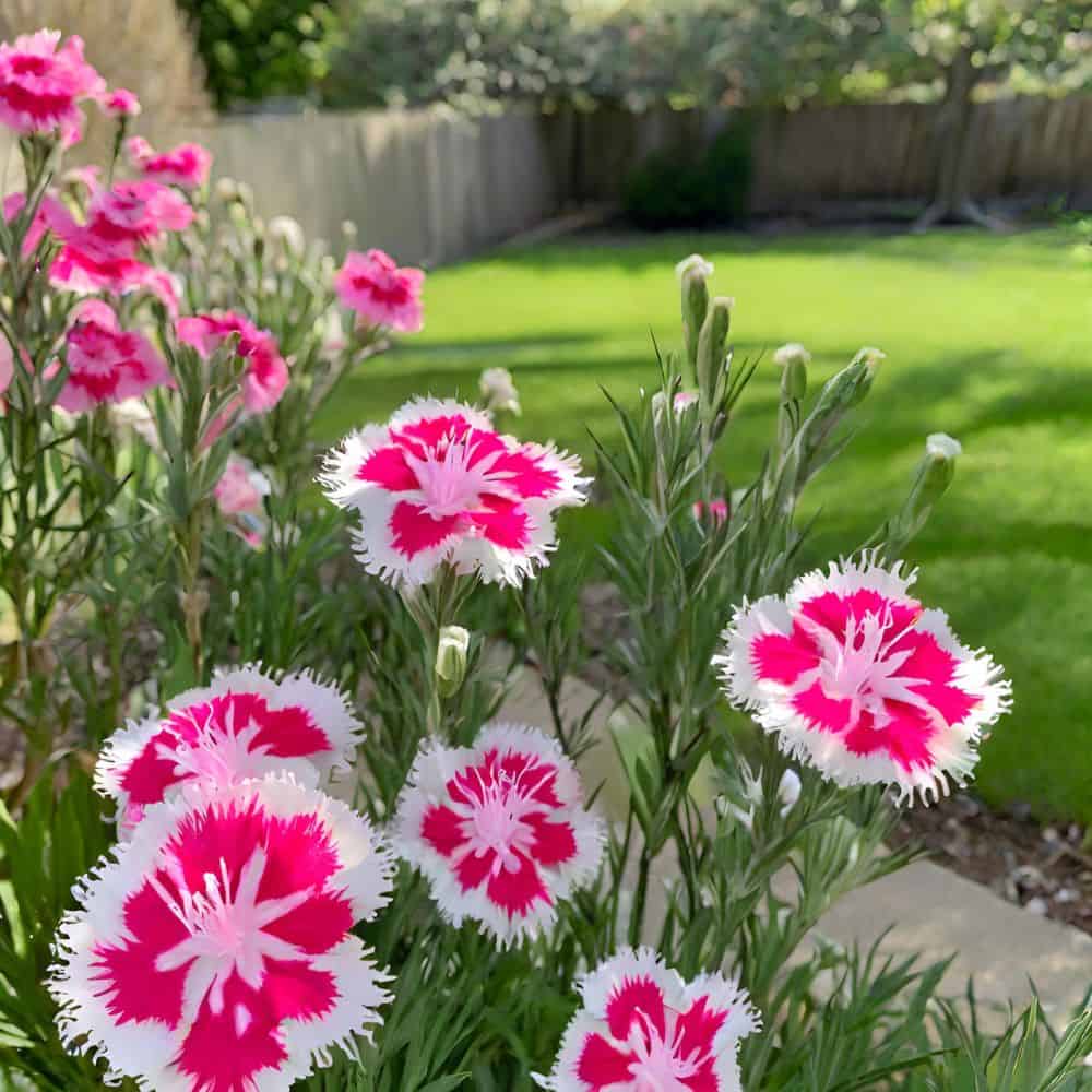 Dianthus Caryophyllus Flower Seeds - Rose Mix For Easy Planting