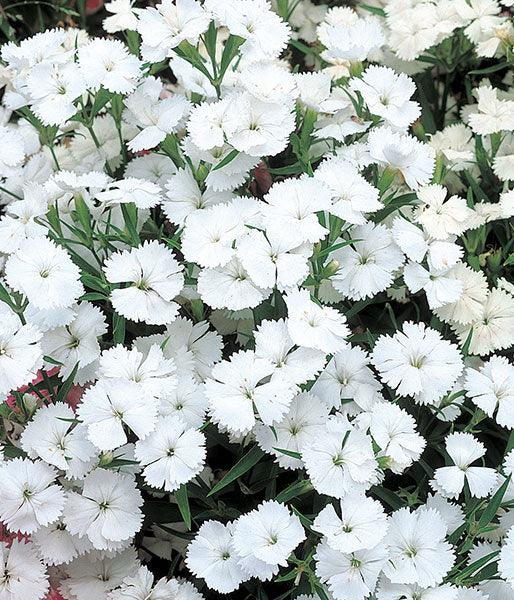 White Dianthus flowers planted in garden borders