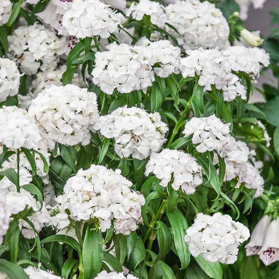 White Dianthus plants growing in pots