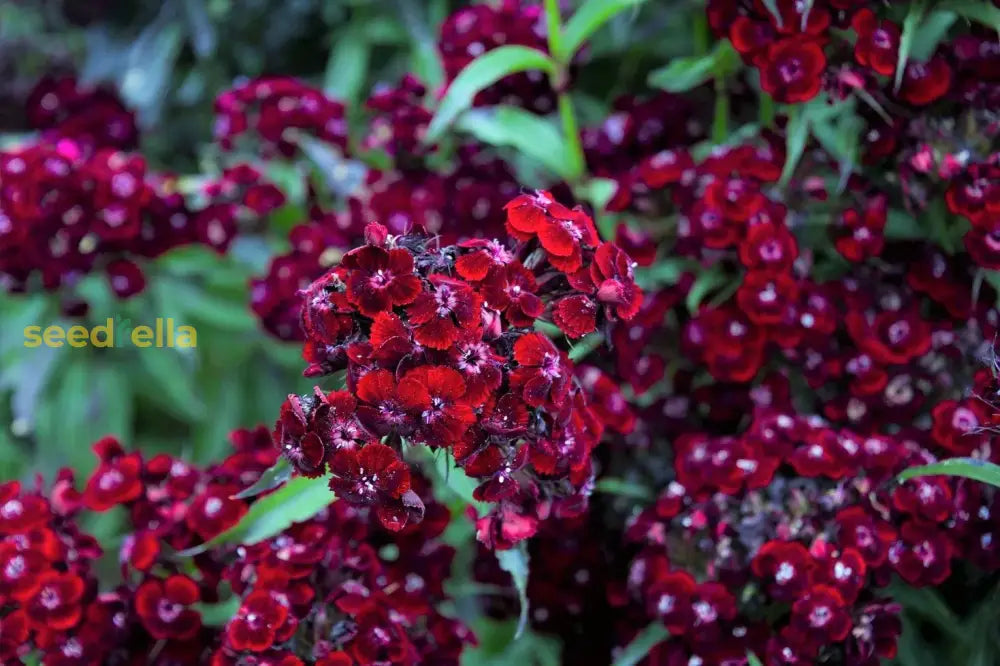 Dianthus Maroon Flower Seeds For Vibrant Planting And Rich Blooms