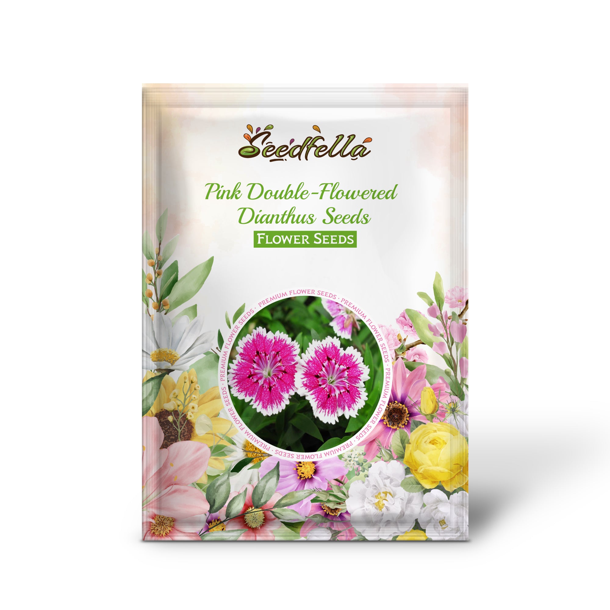 Dianthus seeds germination seedlings