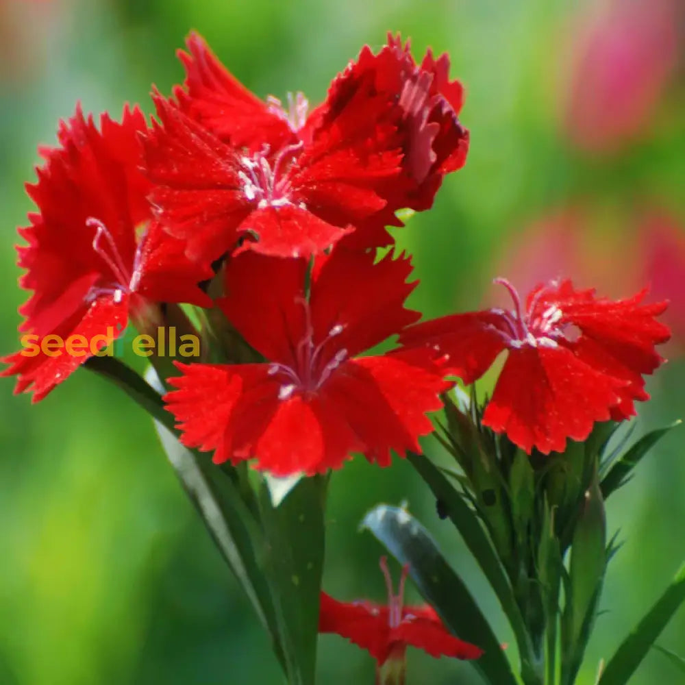 Dianthus Seeds  Grow Vibrant Flowers In Your Garden Flower