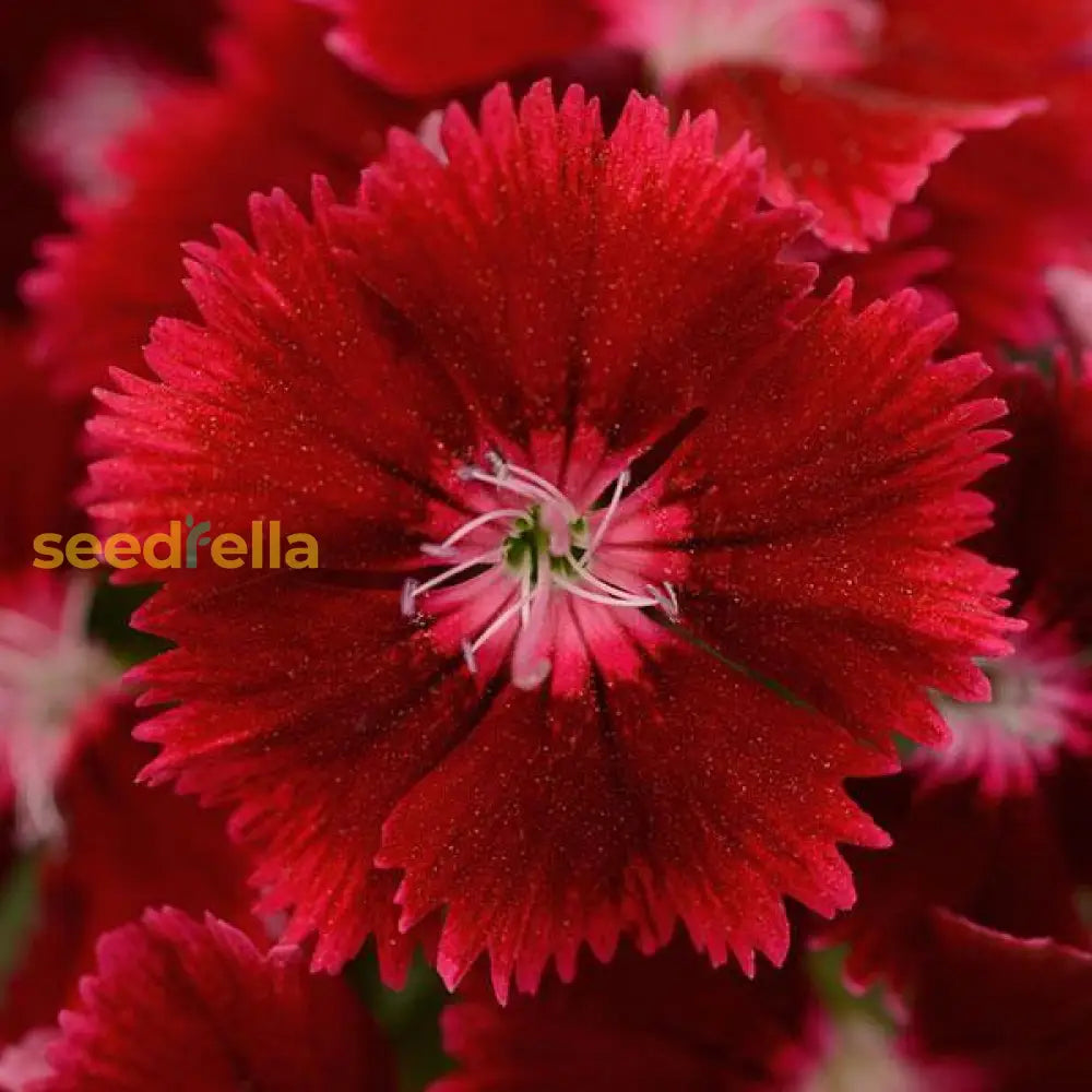 Dianthus Seeds  Grow Vibrant Flowers In Your Garden Flower