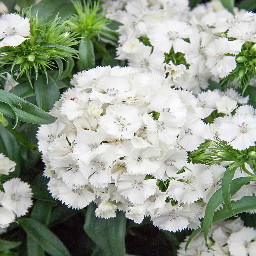 Dianthus (Dianthus Flower) seeds for planting in home garden