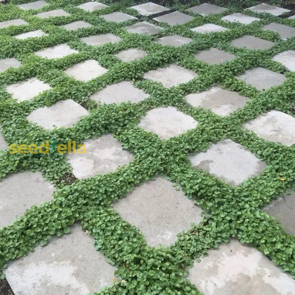 Dichondra Repens Seeds Lawn Substitute Native Ground Cover Frost & Drought Tolerant Fast Growing