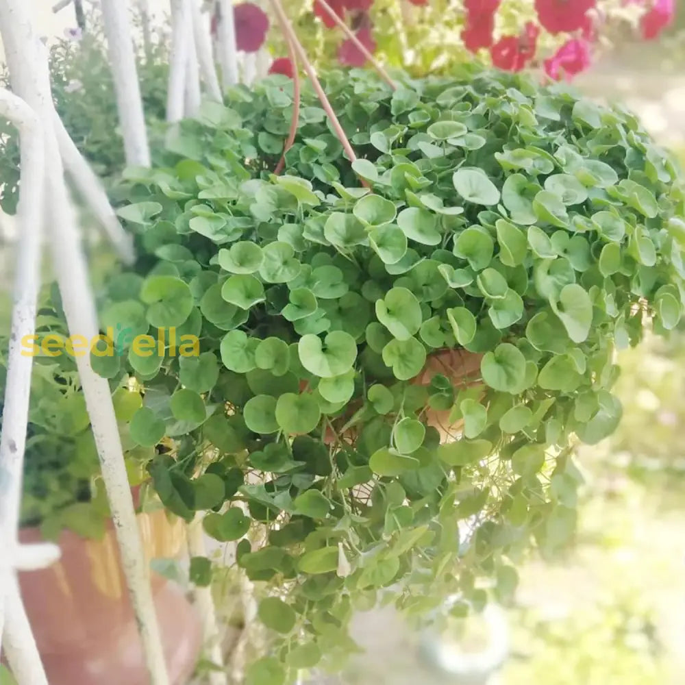 Dichondra Repens Seeds Lawn Substitute Native Ground Cover Frost & Drought Tolerant Fast Growing