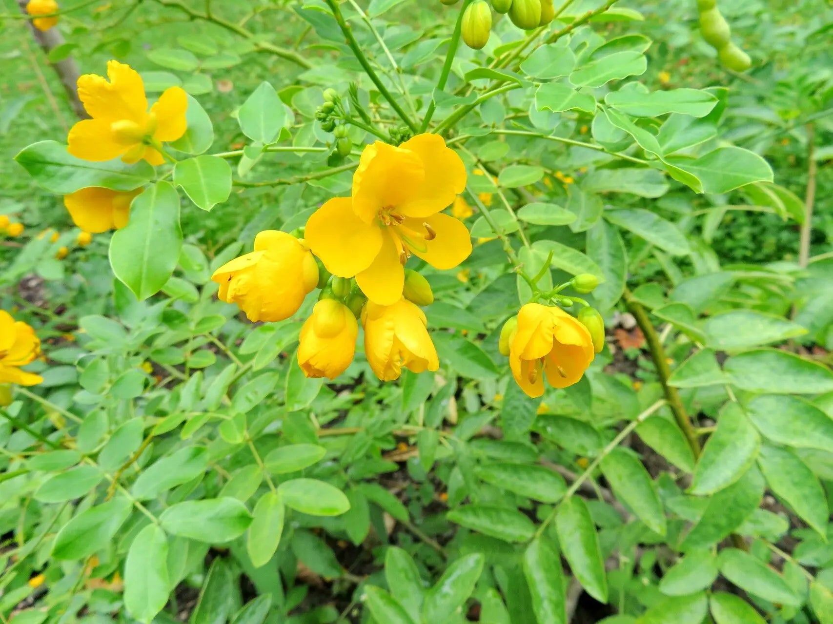 Didymobotrya Yellow Flowers Blooming in Garden