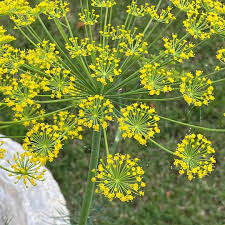 Close-Up of Dill Leaves Showing Bright Green Foliage