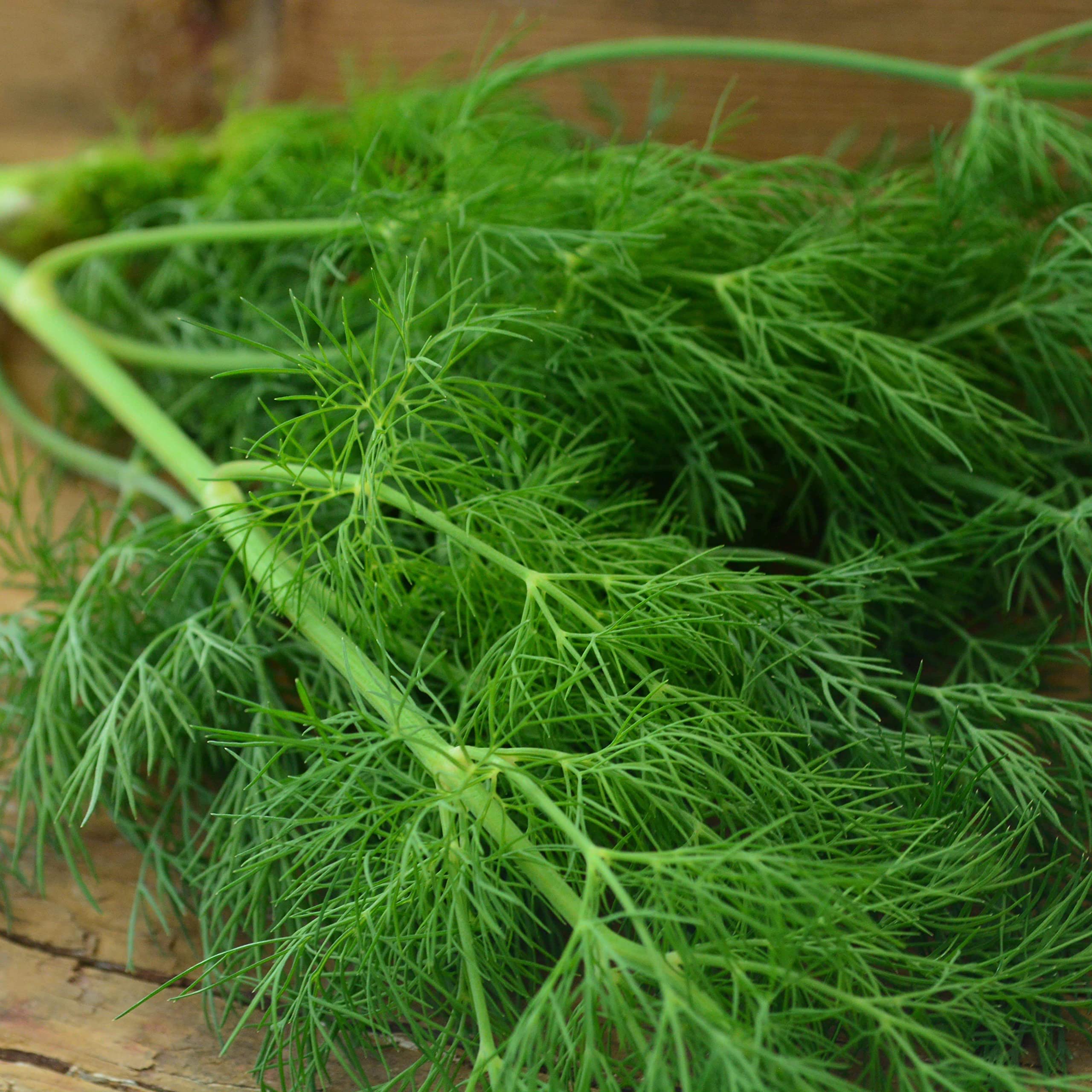 Dukat Dill Seedlings Sprouting in Garden Pots