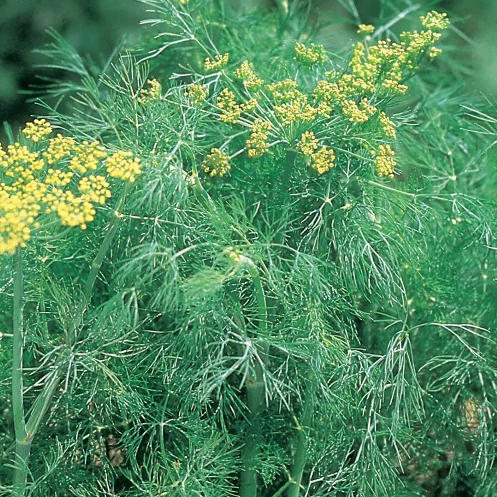 Young Dill Seedlings Growing in Pots