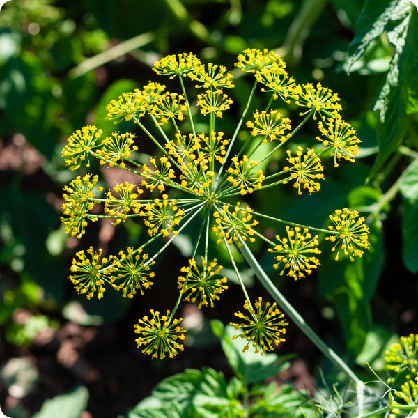Bouquet Dill seeds Anethum graveolens plant for home gardens