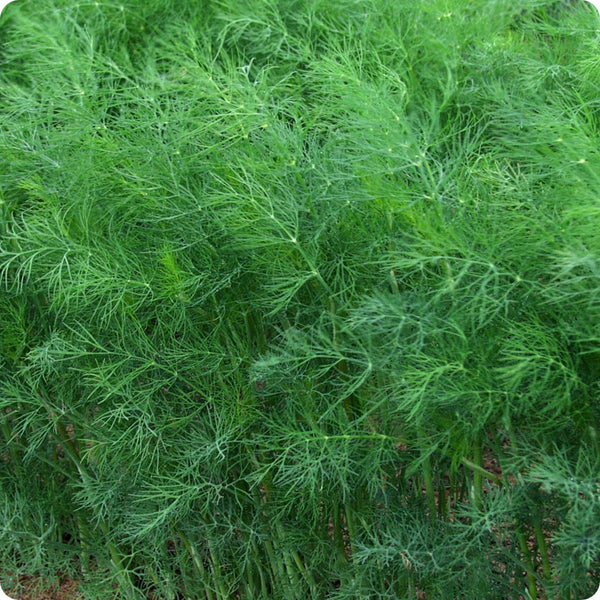 Fernleaf Dill seeds Anethum graveolens compact plant