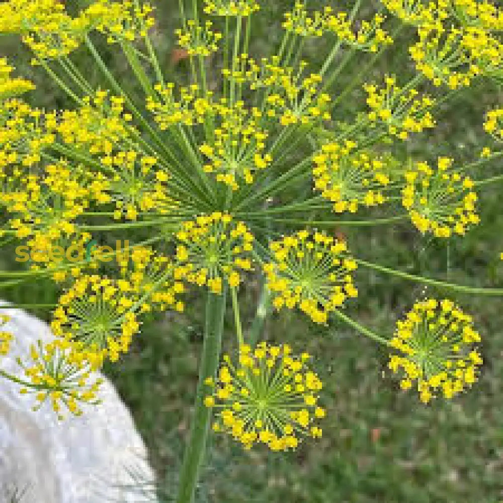 Dill Seeds For Planting: Aromatic Herb Your Garden Flower