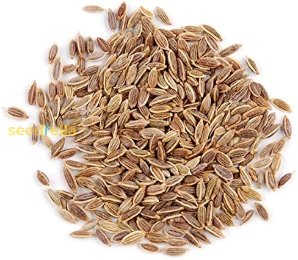 Brown Dill seed germination and planting guide