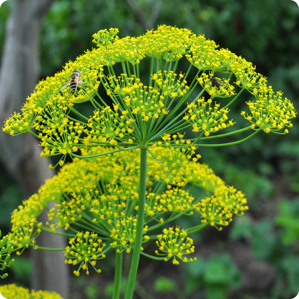 Mammoth Dill seeds Anethum graveolens tall variety plant