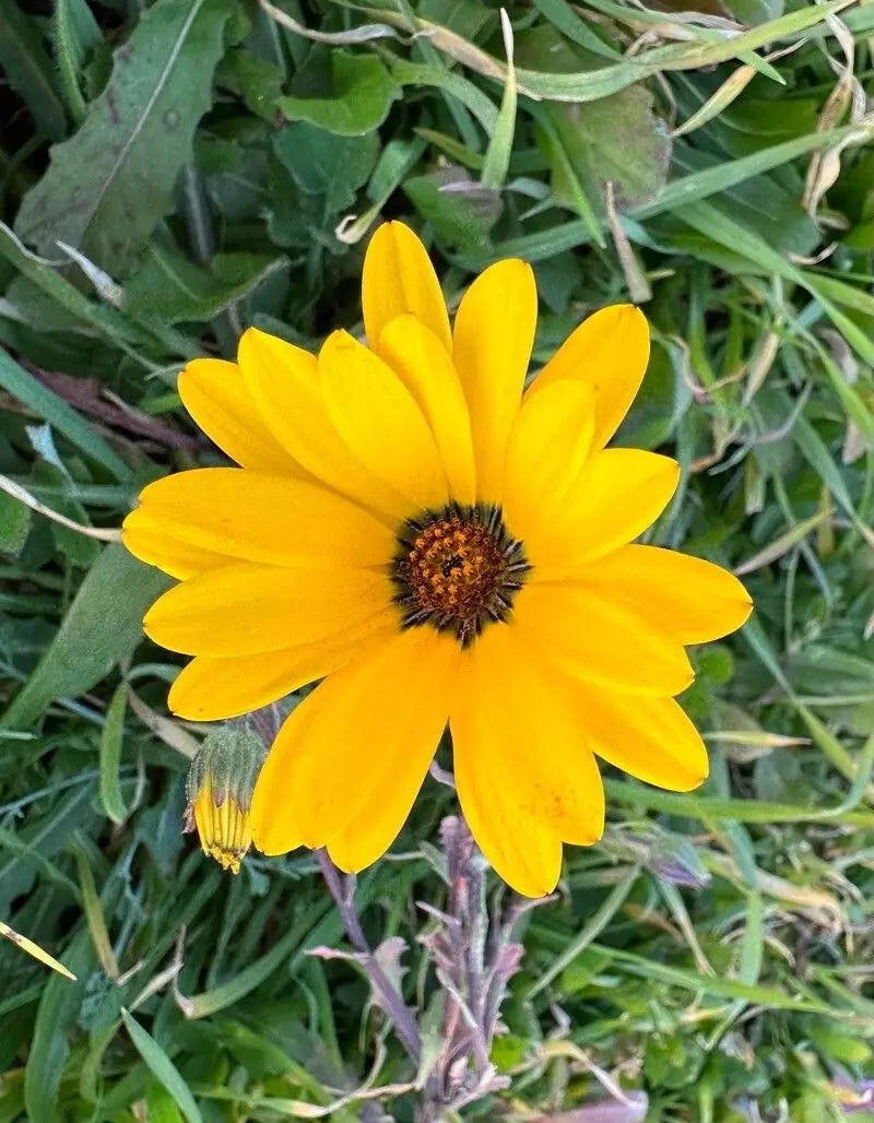 Close-up of Yellow Dimorphotheca Sinuata blooms