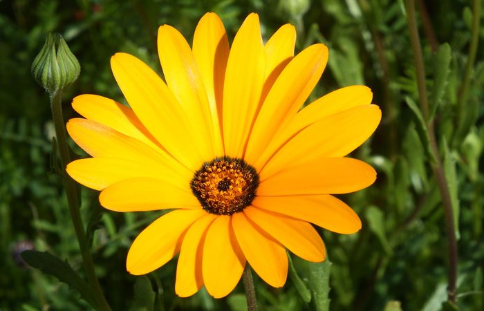 Yellow Dimorphotheca flowers growing in pots