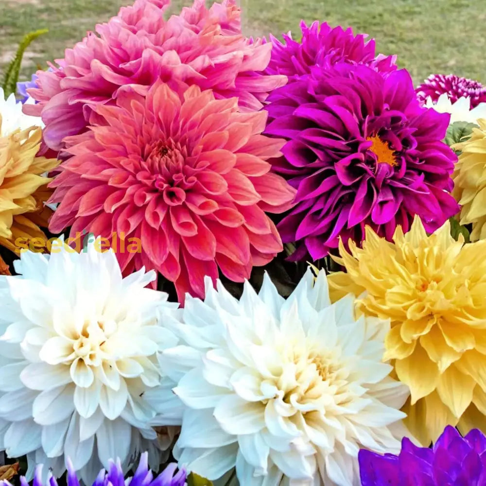 Dinnerplate Dahlia Seeds Cut Flowers Ornamental Attracts Pollinators Garden Patio Bed Outdoor