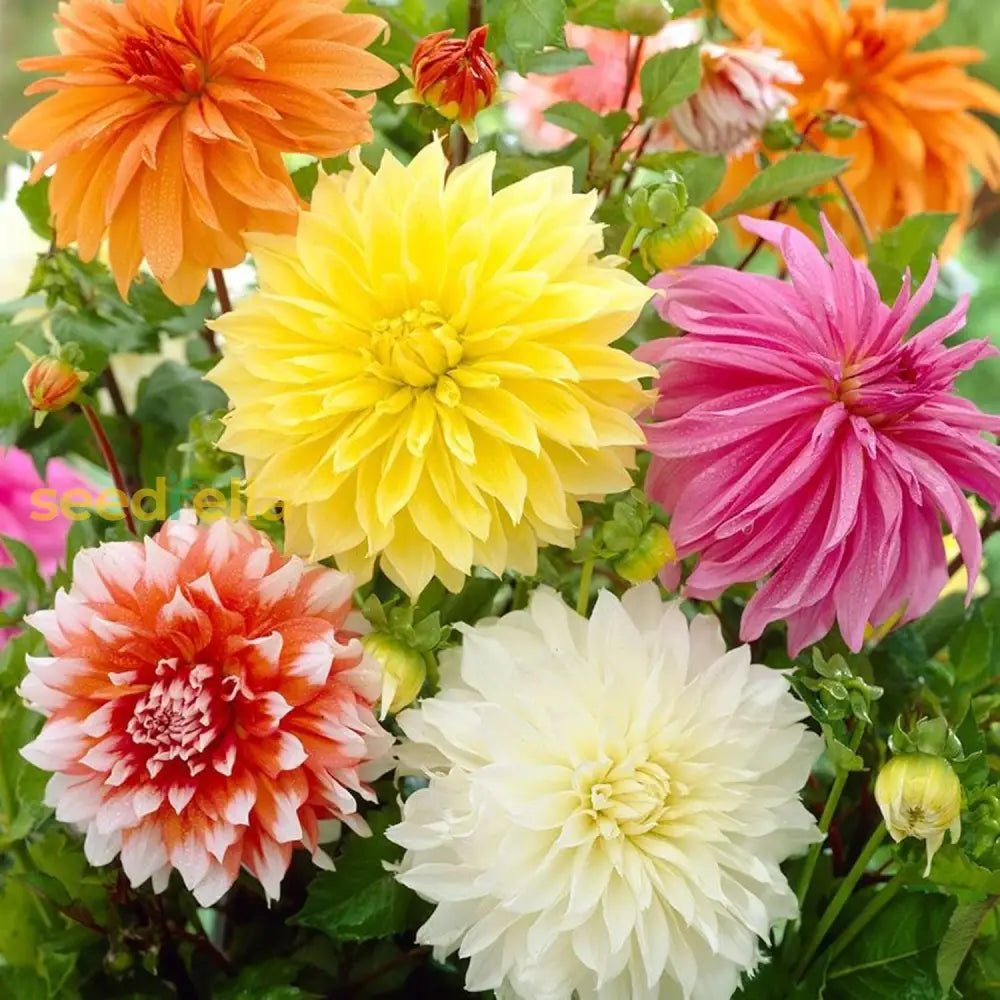 Dinnerplate Dahlia Seeds Cut Flowers Ornamental Attracts Pollinators Garden Patio Bed Outdoor