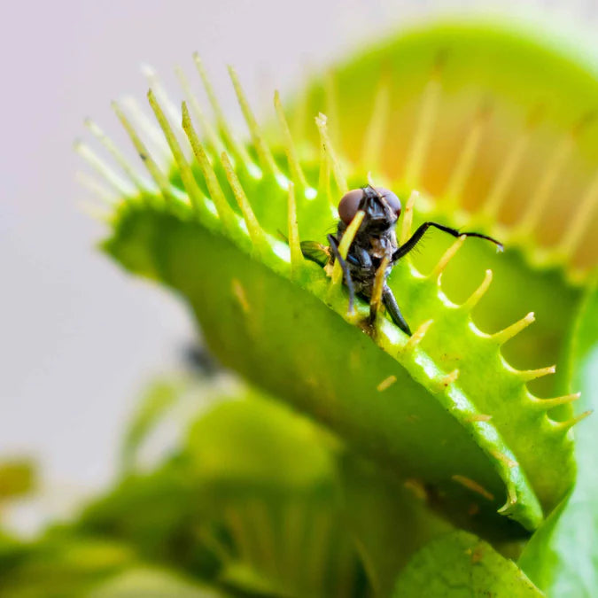 Dionaea muscipula green trap foliage closeup