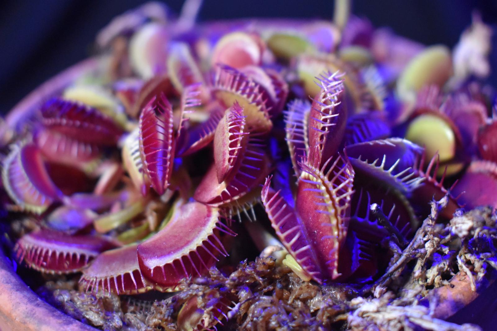 Dionaea muscipula closeup showing purple trap foliage