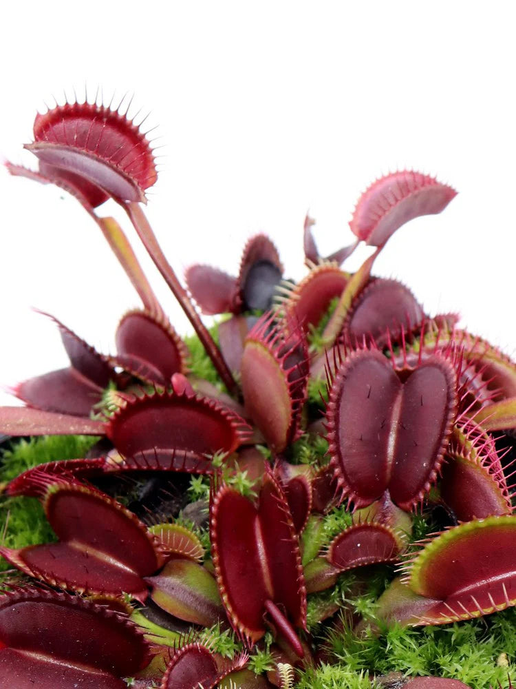 Dionaea muscipula red trap foliage closeup