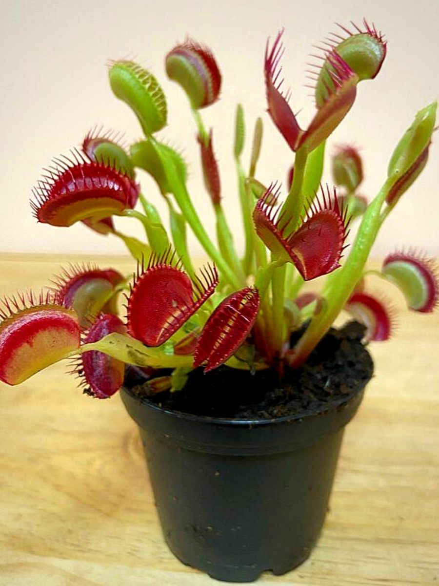 Dionaea muscipula trap foliage grown from seeds