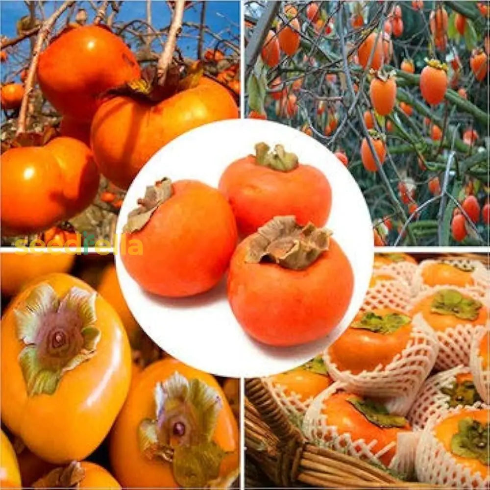 Diospyros Kaki Seeds For Planting Vegetable Seeds