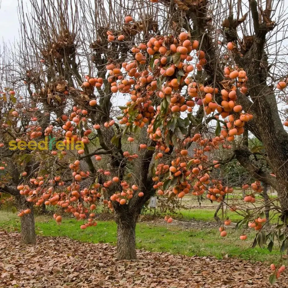 Diospyros Kaki Seeds For Planting Vegetable Seeds