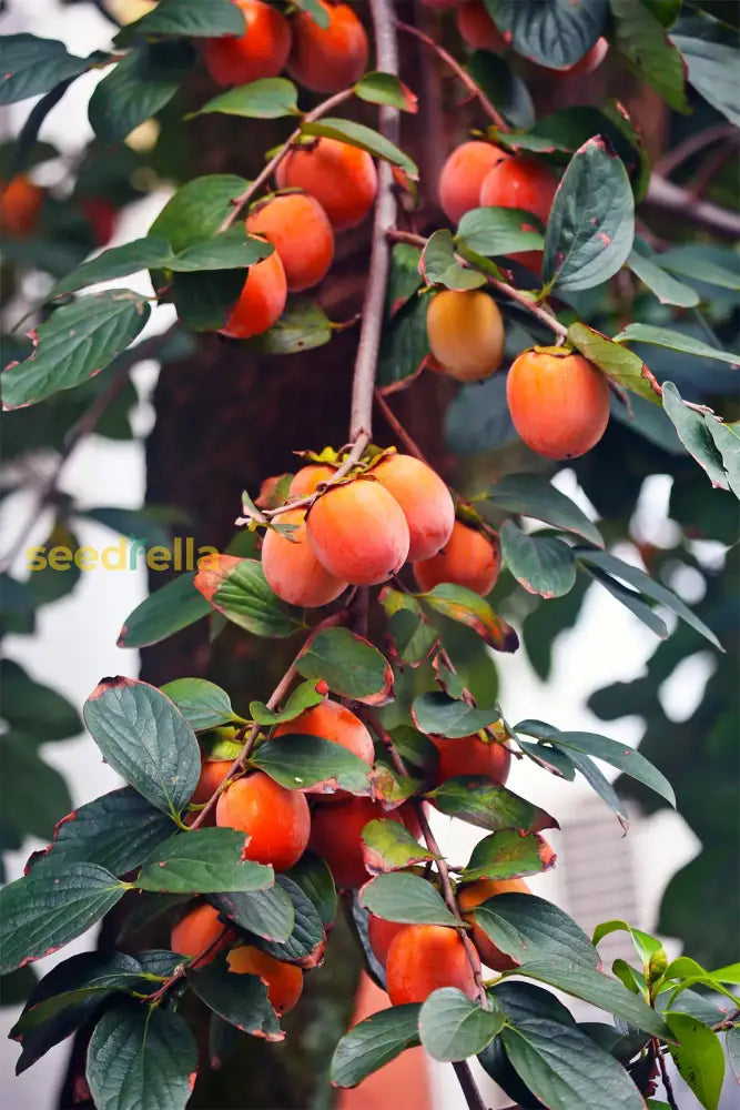 Diospyros Kaki Seeds for Perennial Fruit Trees