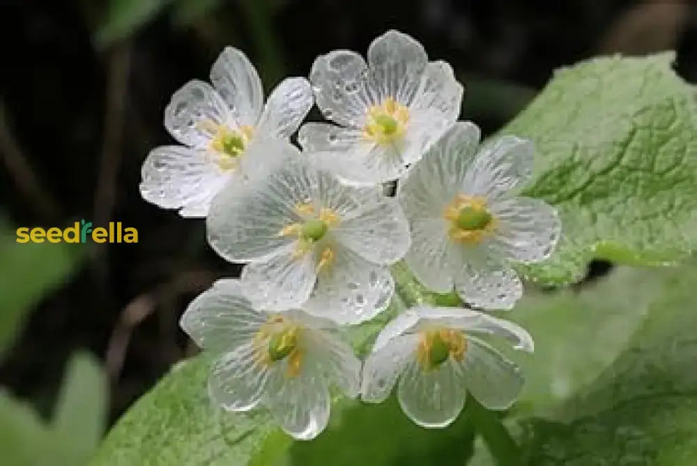 Diphylleia Grayi Seeds  Transparent Skeleton Flower For Planting