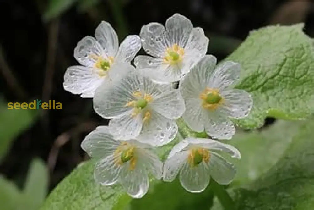 Diphylleia Grayi Seeds  Transparent Skeleton Flower For Planting