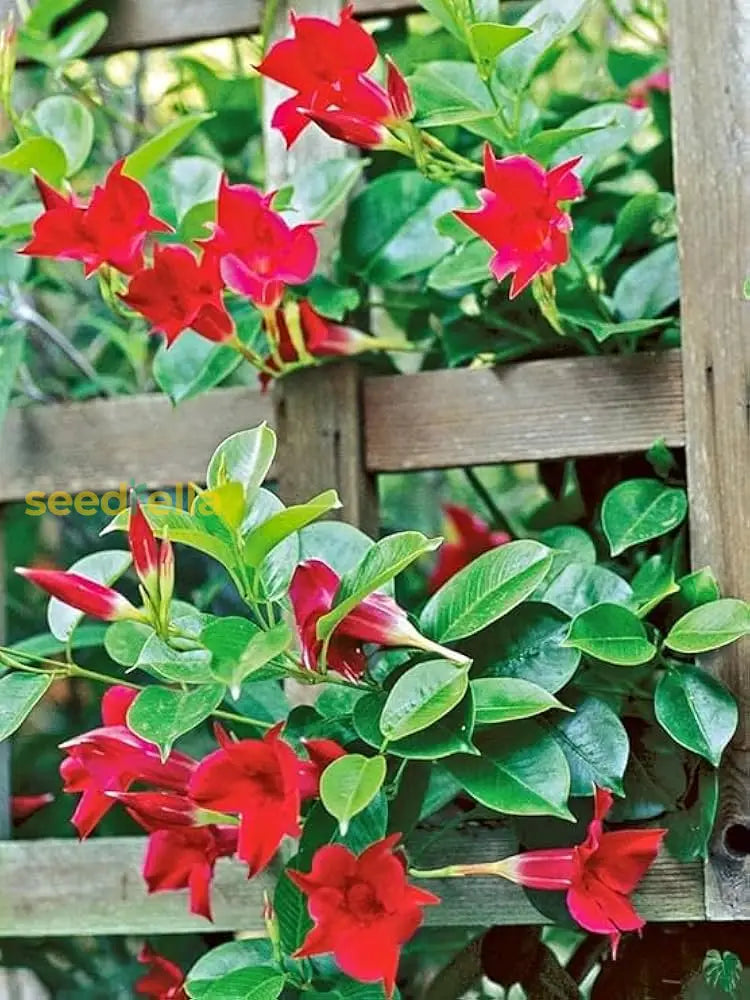 Dipladenia Red Flower Seeds For Planting  Vibrant And Hardy Climbing Plants