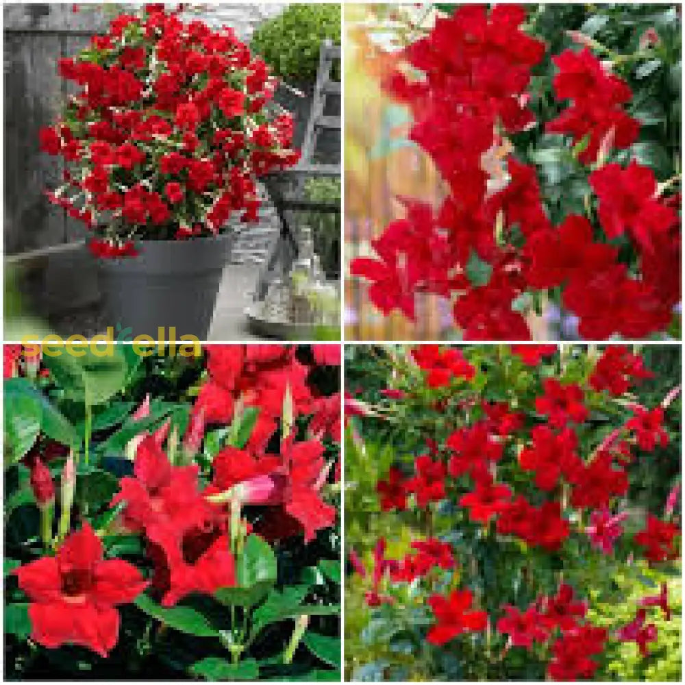 Dipladenia Red Flower Seeds For Planting  Vibrant And Hardy Climbing Plants