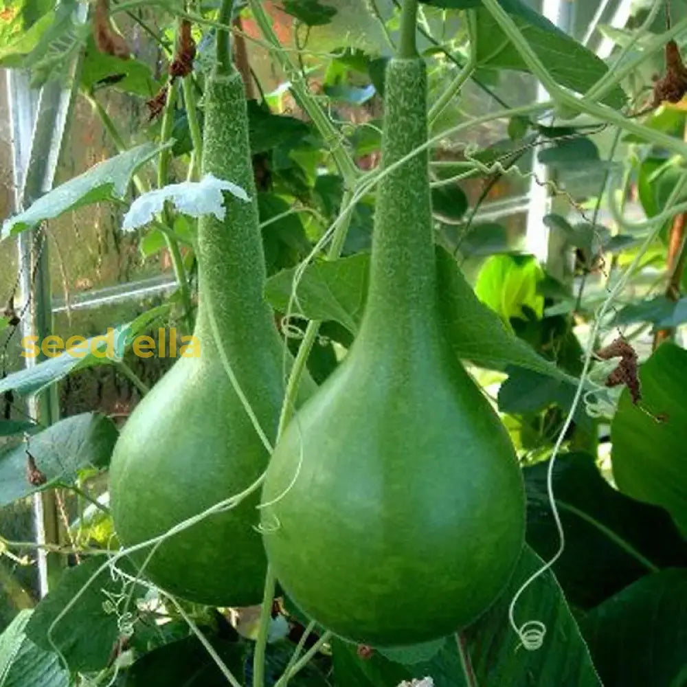 Dipper Pumpkin seeds for planting in home gardens