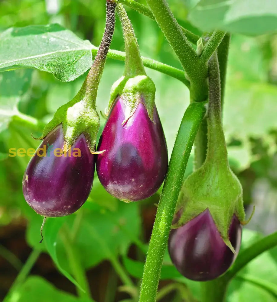 Discover Flavorful Gardening With Eggplant Sweet Fruit Seeds For Mixed Planting