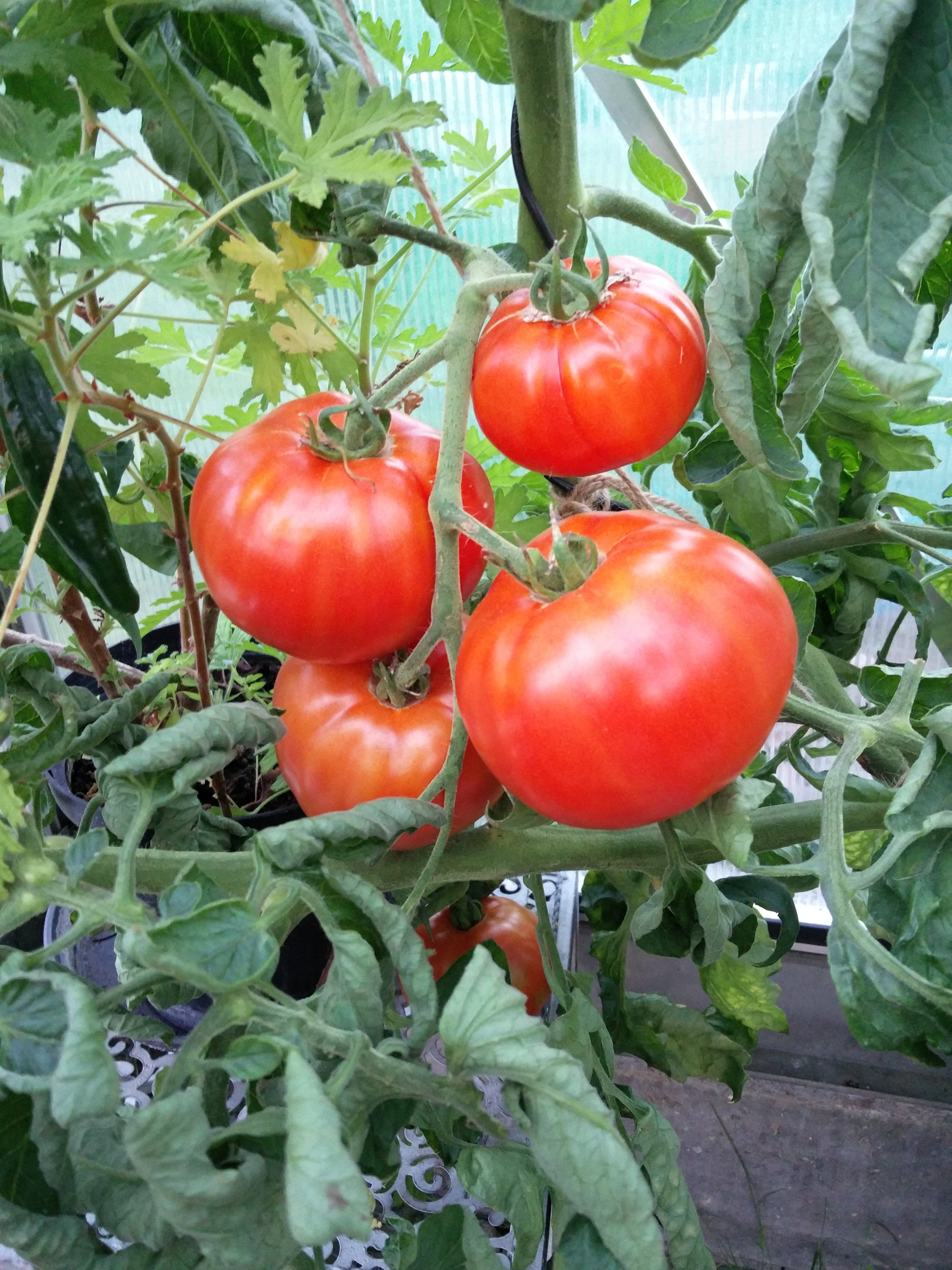 Peron Sprayless tomatoes growing on plant