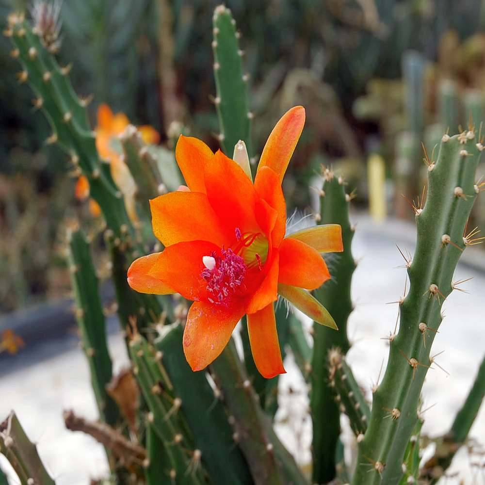 Orange Nopalxochia Flower Seeds Flower seeds for Planting Premium Quality Heirloom & GMO Free Seeds for Home Garden 
 
 Sale for planting in home garden