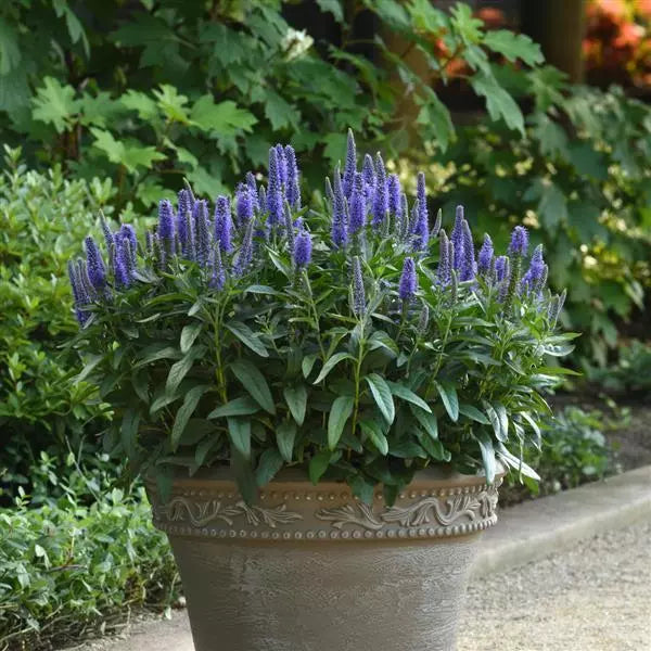 Veronica Blue Flower Seeds For Planting