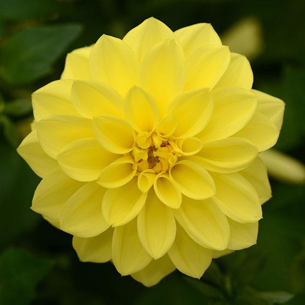 Two-Color Dahlia Flower Seeds For Planting: Vibrant Yellow Blooms To Enrich Your Garden